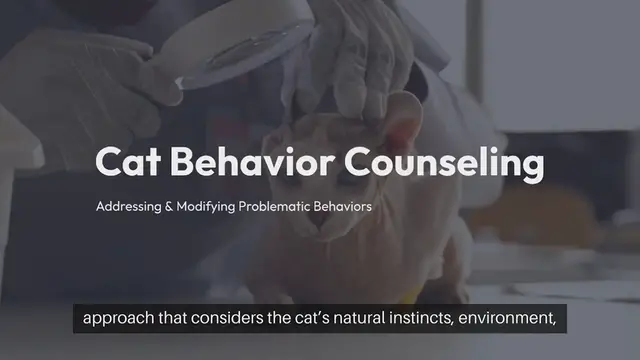 Video thumbnail for Cat Behavior Counseling