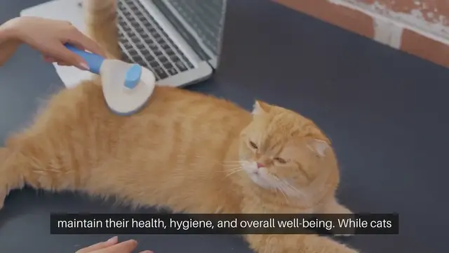 Video thumbnail for Cat Grooming Techniques