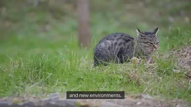 Video thumbnail for Kitten Socialization Tips