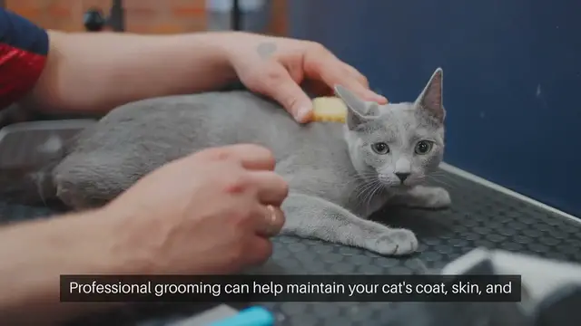 Video thumbnail for Cat Grooming Salon Recommendations