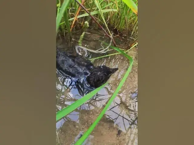 Video thumbnail for Duck of wild  #birdssinging #birdstalking #babybird #growthstages #budgie #growth #stages