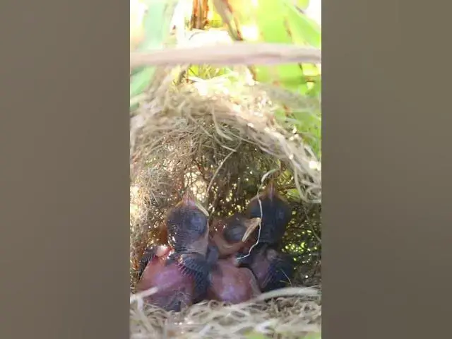 Video thumbnail for #birdwatch #birdwatching #nature #birdfeeding #birdsound #birds #cuteanimals #nest #birdwatching