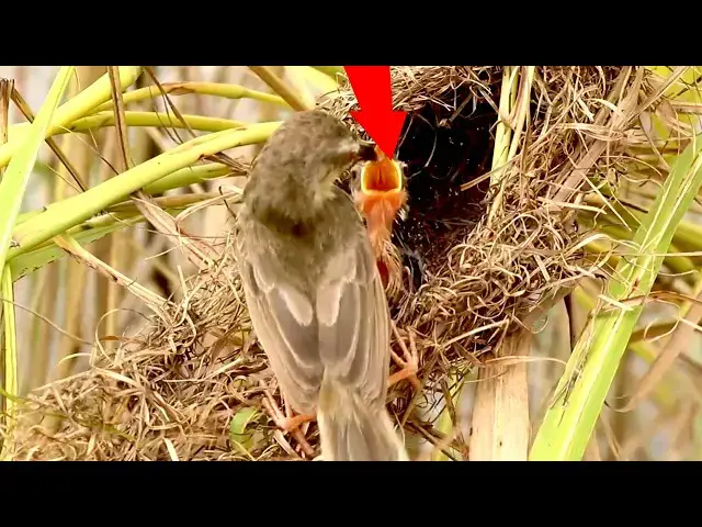 Video thumbnail for Wlld Bird feed insect to nest near Lake at Field @ViralBirdNest