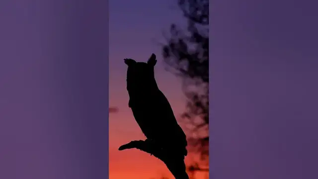 Video thumbnail for So why are owls a symbol of Halloween #shorts