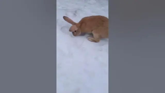 Video thumbnail for How Long Can Rabbits Be In Snow?
