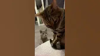 Video thumbnail for This Bengal cat likes to eat😀😘😃#shorts