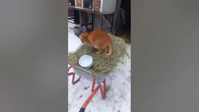 Video thumbnail for What Temperature Is Too Cold For Cats?