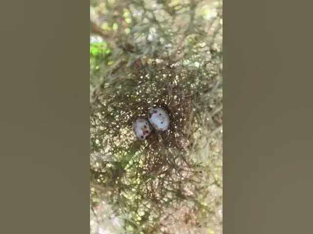 Video thumbnail for #birdspotting #birdslover #birdwatch #wildlife #birdwatching #nature #birdsounds