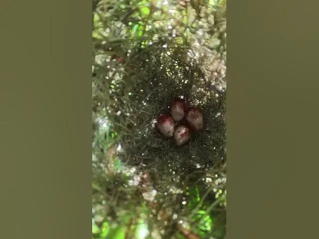 Video thumbnail for Egg Bird Growth  #wildbirdlife #babyanimal #cute #birdlife #babybird #wildlife #birdnest #nature #