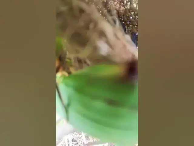 Video thumbnail for The Nest & Babies Bird  #wildbirdlife #babyanimal #birdlife #babybird #wildlife #birdnest #spider