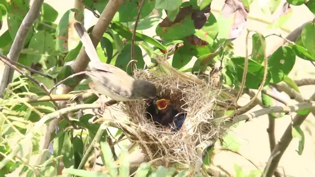 'Video thumbnail for The cute Nestling Begs for Food in Field | babie bird eat'
