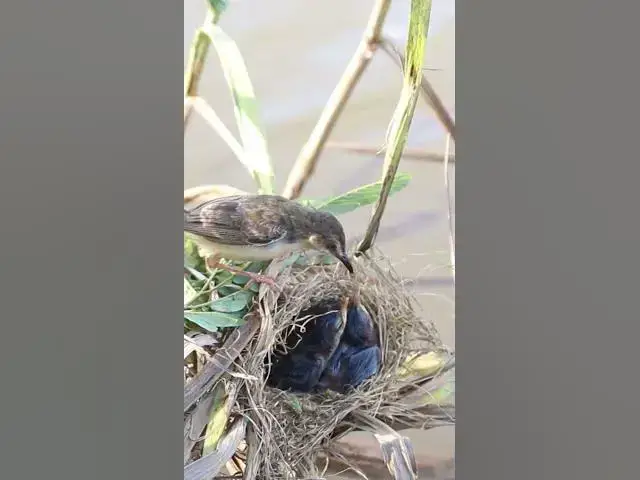 Video thumbnail for The Bird Eating Food  #birdwatching #birdslover #birdspotting #birdsounds #birdparents #birdwatch
