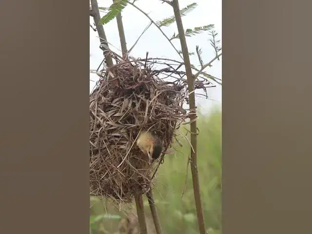 Video thumbnail for Small Goden Babies Bird  #birdeggs #birdslover #nestling #birdnest #nature #nest #wildlife #nestegg