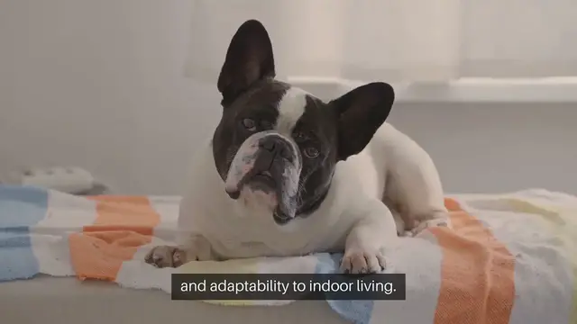 Video thumbnail for Choosing a Pet For Indoors