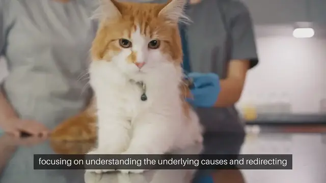 Video thumbnail for Training Aggressive Cats