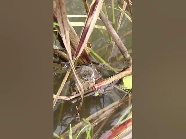 Video thumbnail for Babies bird Failing From Nest  #finchbaby #wildbird #nature #finchbird #birdlist #wildlife #birdspe