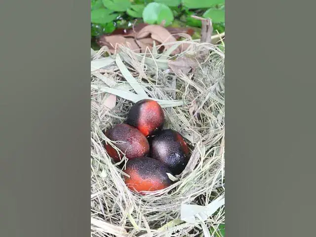 Video thumbnail for Egg Wilds of chicken  #birdssinging #birdstalking #babybird #growthstages #budgie #growth #stages