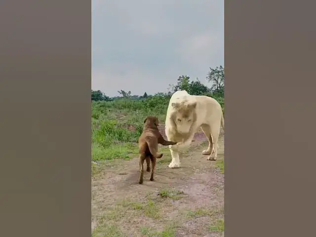 Video thumbnail for The Dogfather