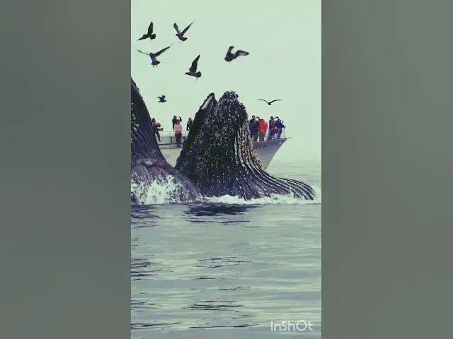 Video thumbnail for Surprising Whale #shorts #viral #whale