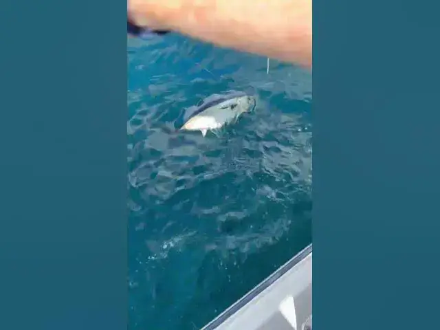 'Video thumbnail for Biggest tuna of the trip! What an incredible time fishing with new friends off the Oregon Coast!'