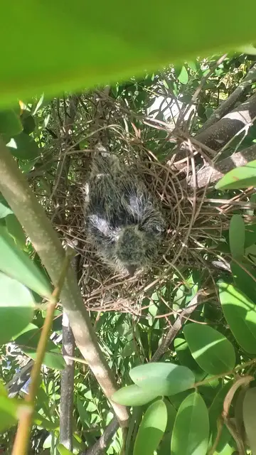 Video thumbnail for Cute of baby dove #babybird #dove #dovebird #nestbird #shortbird #nestdove #birdeat #birdfeed