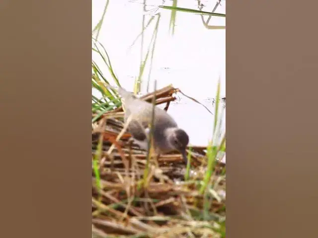 Video thumbnail for bird eat frog #burung