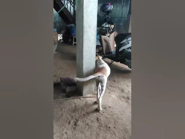 Video thumbnail for Cat & Dog Playing with 1 #cat #shortcat #catchcatch #bitcat  #animals #cute #catlover  #cutecat