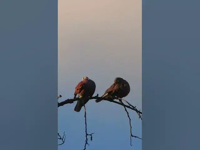 Video thumbnail for Family of wild dove ep.0025 #birds #nature #nest #birdnest #birdslover #birdeggs #birdsounds