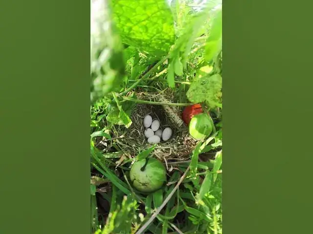 Video thumbnail for Amazing Bird of Egg on Nest EP.001 #birds #birdnet #babyanimal #wildlife #wildbirdlife #babybird