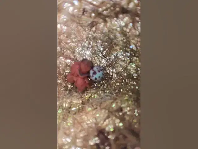 Video thumbnail for wild babies small bird ep.002  #birds #birdnet #babyanimal #wildlife #wildbirdlife #babybird