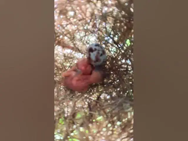 Video thumbnail for wild babies small bird ep.012  #birds #birdnet #babyanimal #wildlife #wildbirdlife #babybird