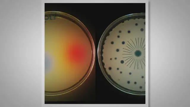 Video thumbnail for Difference Between Positive and Negative Control