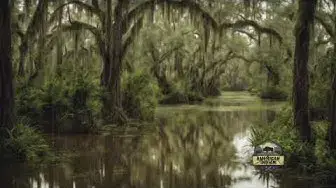 Video thumbnail for Songs of the Forest: Native American Flute and Birdsongs