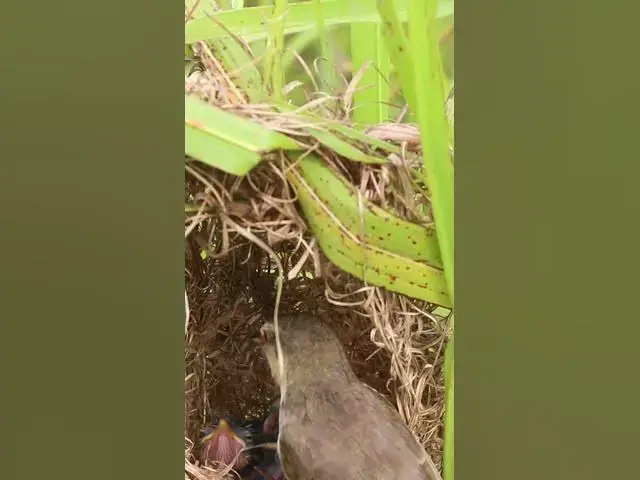 Video thumbnail for Bird Family Breakfast Buffet Adorable Chicks EP#066 #birdslover #birdwatch #wildlife #nature #birds