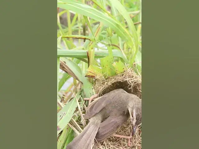 Video thumbnail for Wow Mother Bird Feeding in Nest #Female #Golden #Feed #Baby #Nest #Start #Results