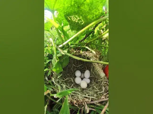 Video thumbnail for Wow A Lot Egg Golden Bird  #babybird #egg #birdslover #birdsounds #cute #quail #chicken #animals