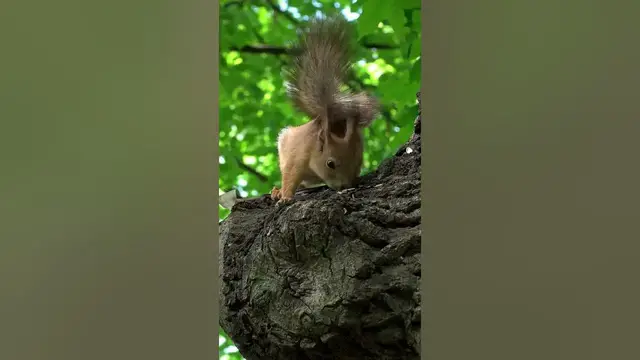 Video thumbnail for The squirrel crowns the list for intelligence.. #shorts