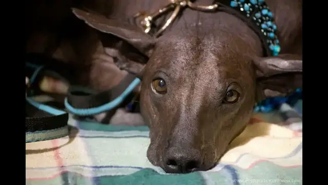 Video thumbnail for Temperament of the Peruvian Hairless Dog