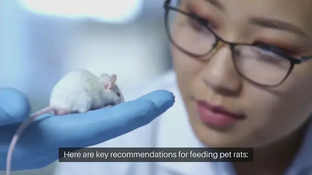 Video thumbnail for Rat Diet Recommendations