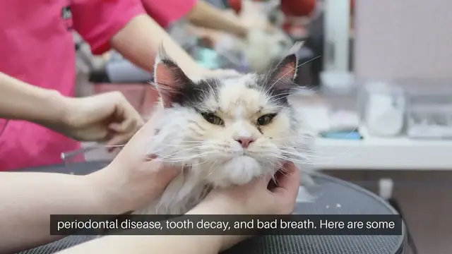 'Video thumbnail for Pet Oral Hygiene Products'
