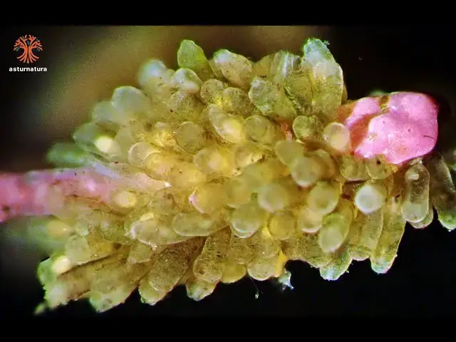 Video thumbnail for Amathia imbricata