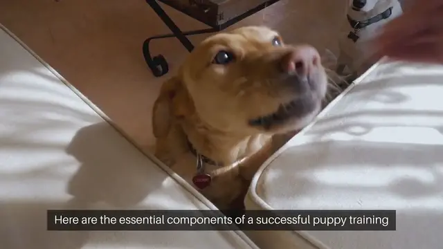 'Video thumbnail for Puppy Training Essentials: Pet Training'
