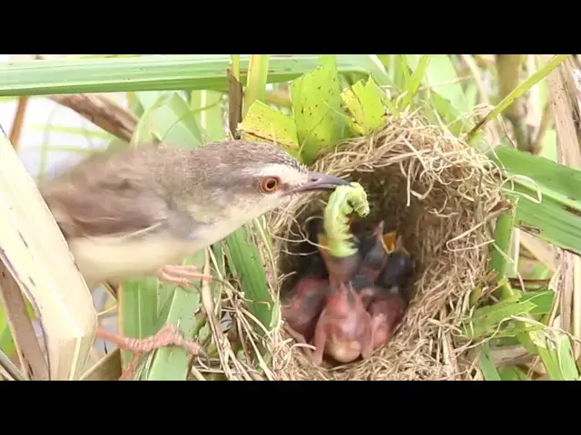 Video thumbnail for Grown Bird Catch Food To Feed Baby Bird in Nest @ViralBirdNest