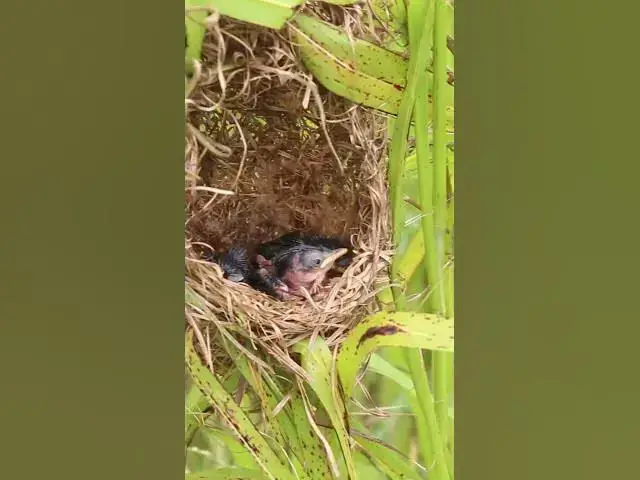Video thumbnail for Bird Family Breakfast Buffet Adorable Chicks EP#069 #birdslover #birdwatch #wildlife #nature #birds