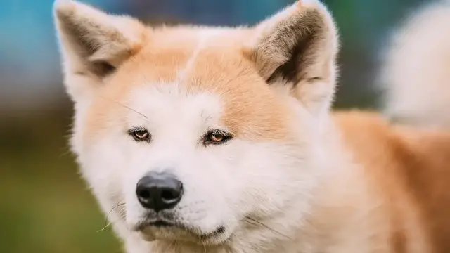 Video thumbnail for Akita Inu Dog Breed: Pros & Cons