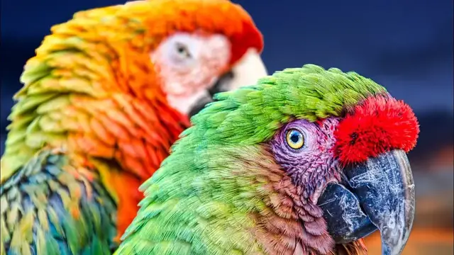 Video thumbnail for Is a Parrot a Good Pet?