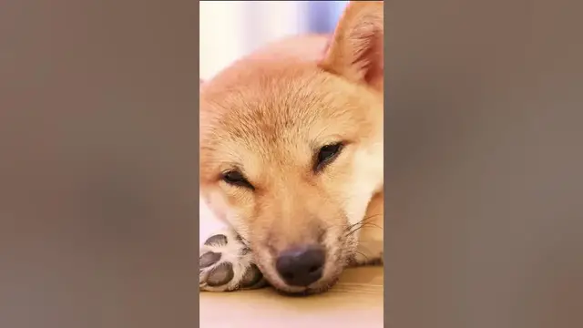 Video thumbnail for What is Shiba Inu known for? #shorts