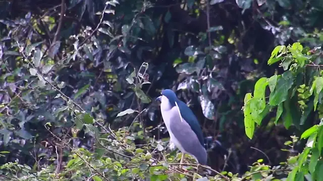 Video thumbnail for Wild bird a lot​ forest area