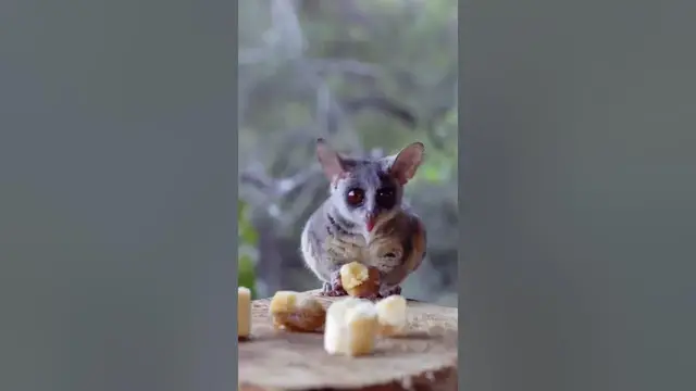 Video thumbnail for Are Bush Babies Good Pets? #shorts