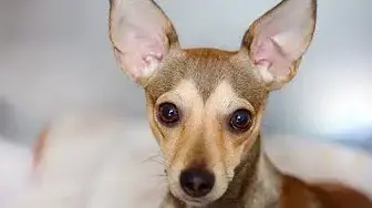 Video thumbnail for Why Do Dogs Feel Good People?